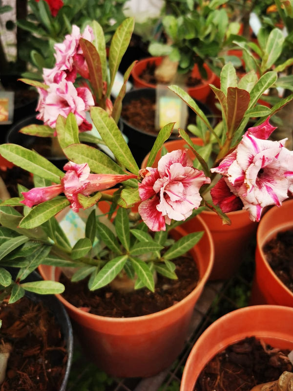 Products – Mi Flowers Online