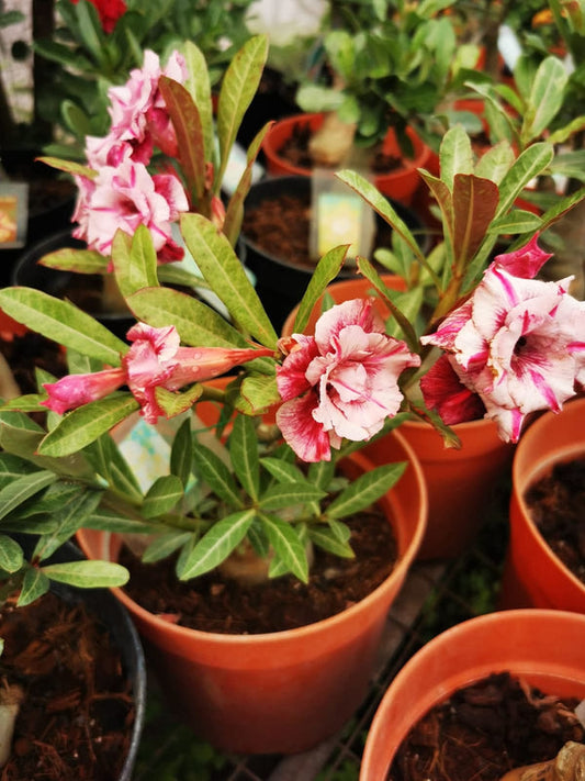 Adenium White Red 2
