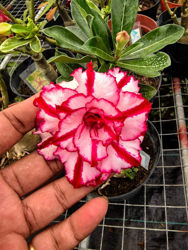 Products – Mi Flowers Online