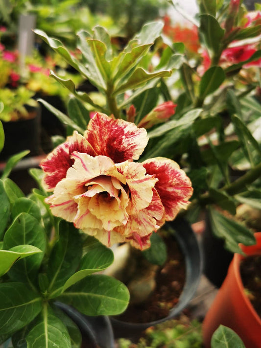 Adenium Yellow Red