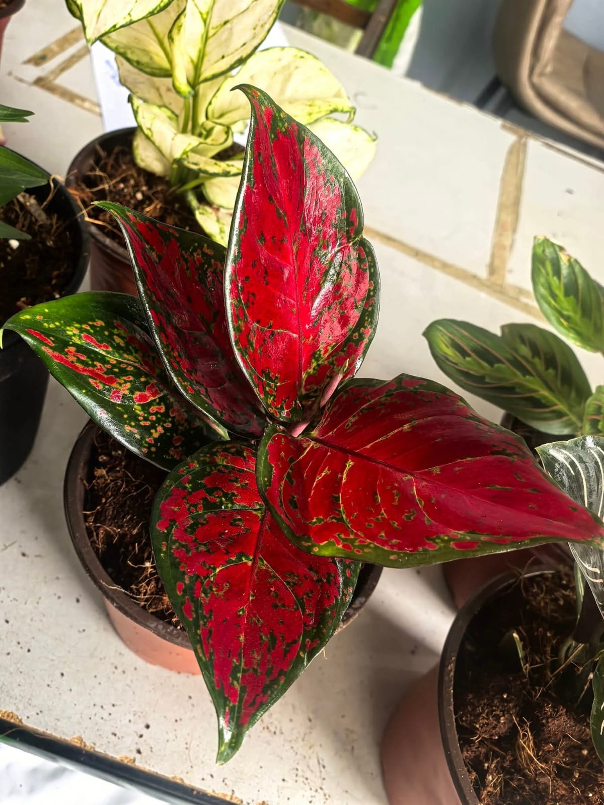 Aglaonema 10 Chinese Evergreen