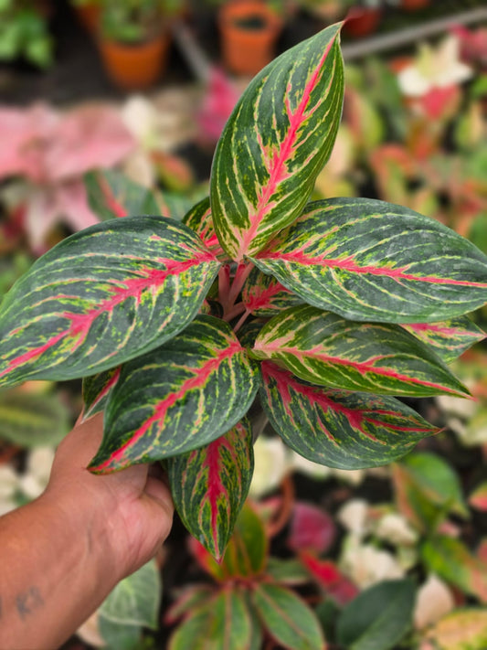 Aglaonema 2 Chinese Evergreen