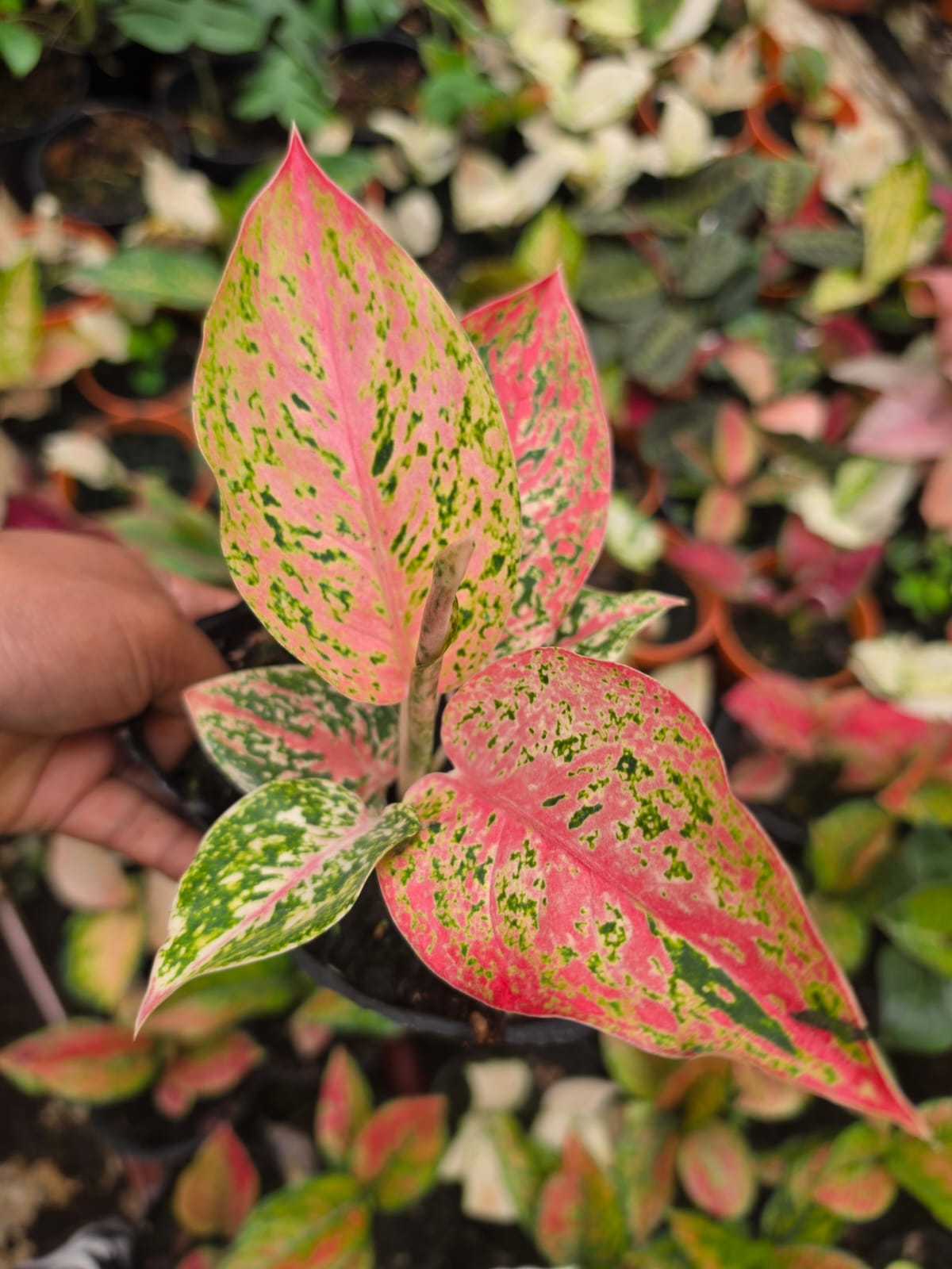 Aglaonema 8 Chinese Evergreen