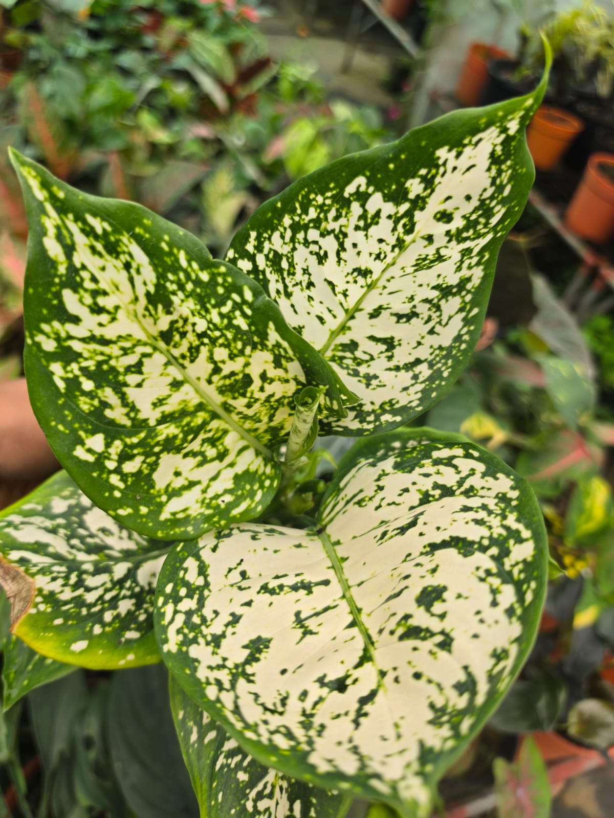 Aglaonema 10 Chinese Evergreen