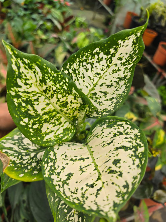 Aglaonema 10 Chinese Evergreen
