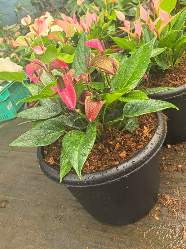 Anthurium Big and Bushy 2