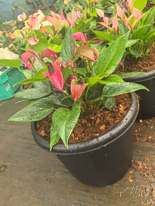 Anthurium Big and Bushy 2