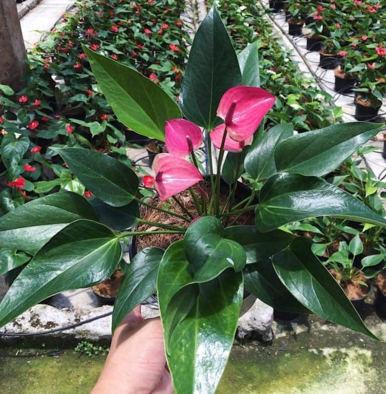 Anthurium Cirano