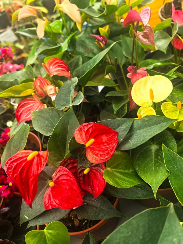 Anthurium Eussodo