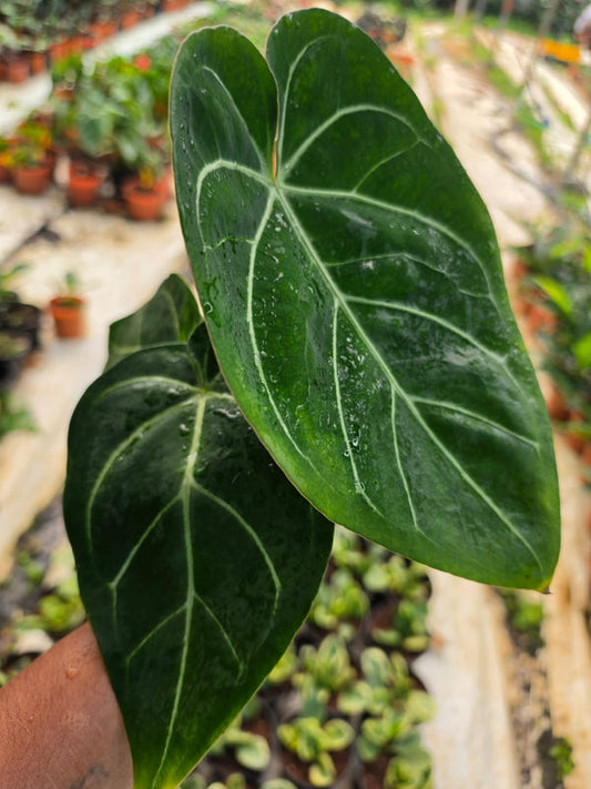 Anthurium Foliage Clarinervium