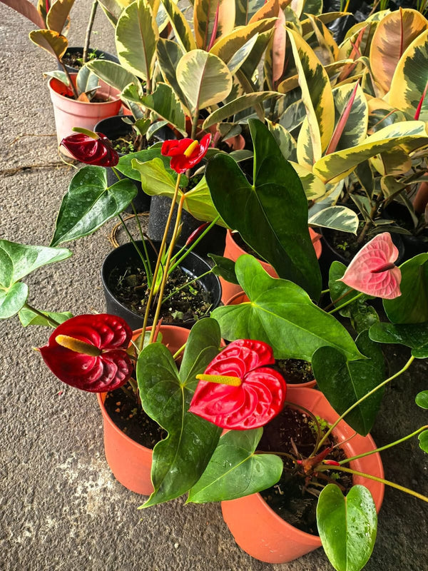 Anthurium Local Long Cut Flowers 1