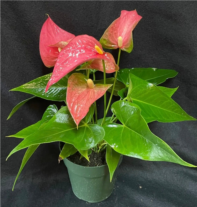 Anthurium Maine