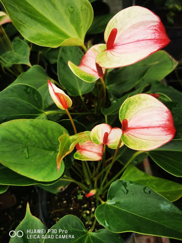 Anthurium Mystique