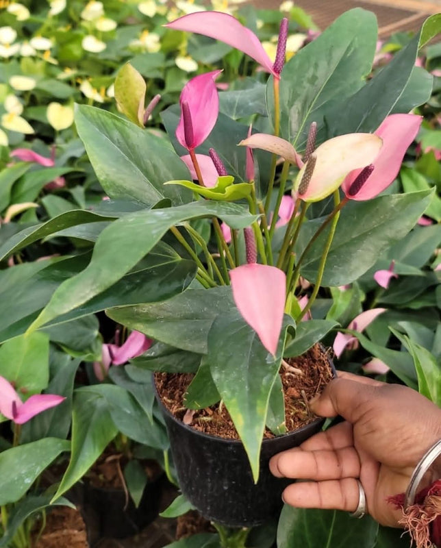 Anthurium Zizou