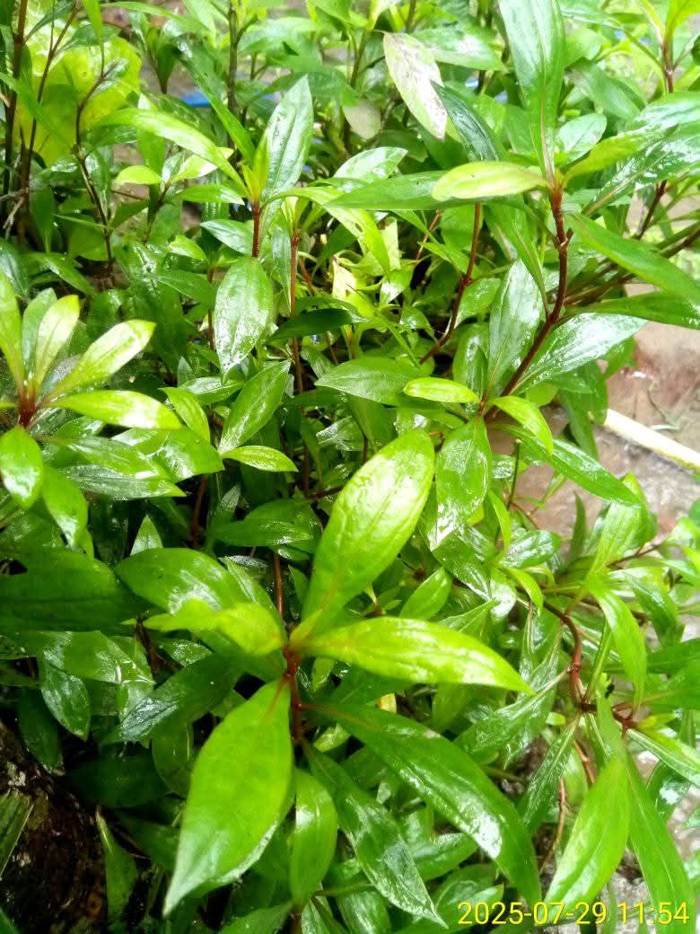 Ayapana Plant