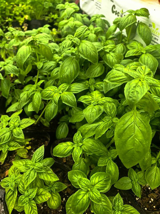 Potted Basilic