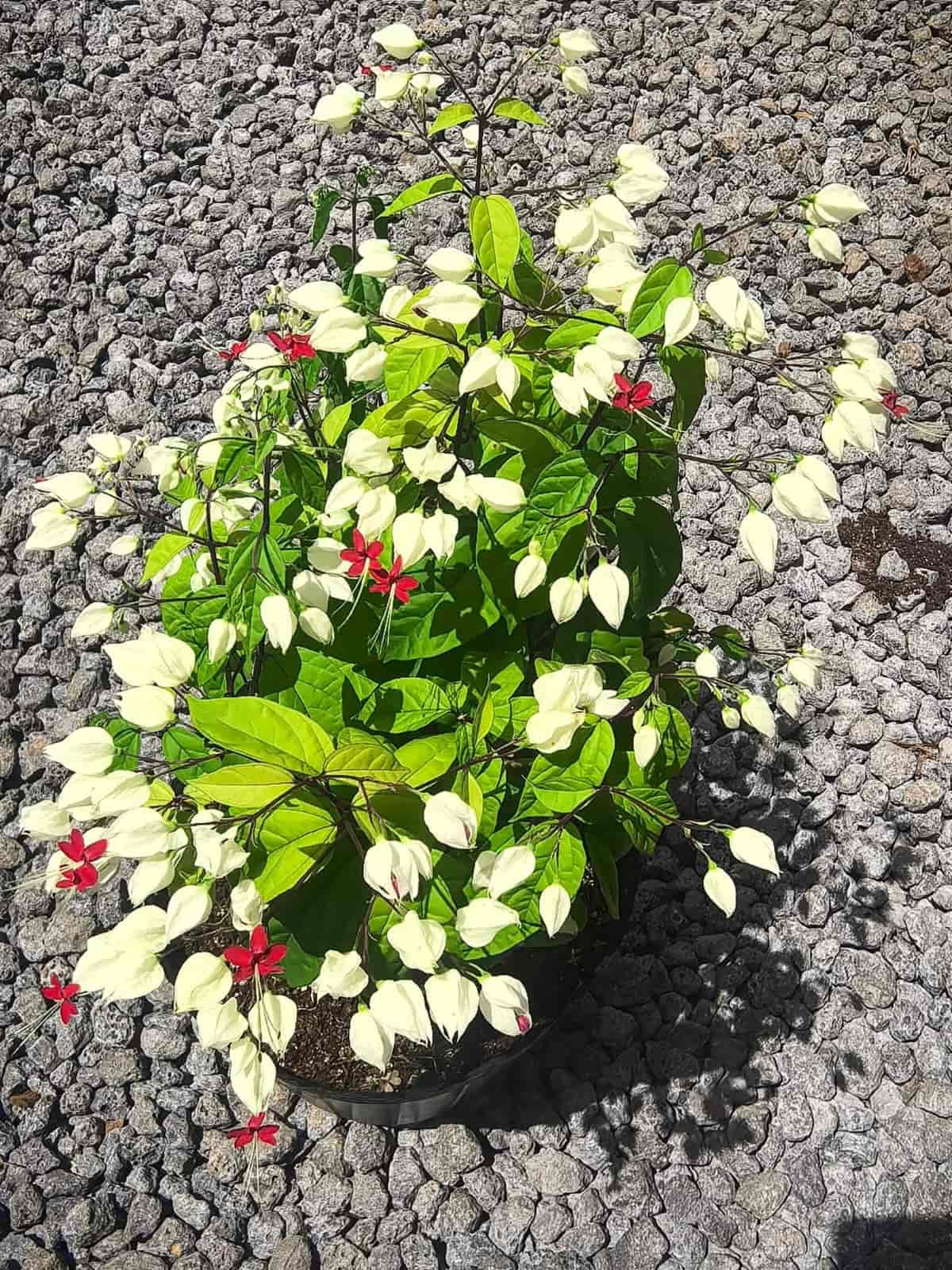 Bleeding Heart