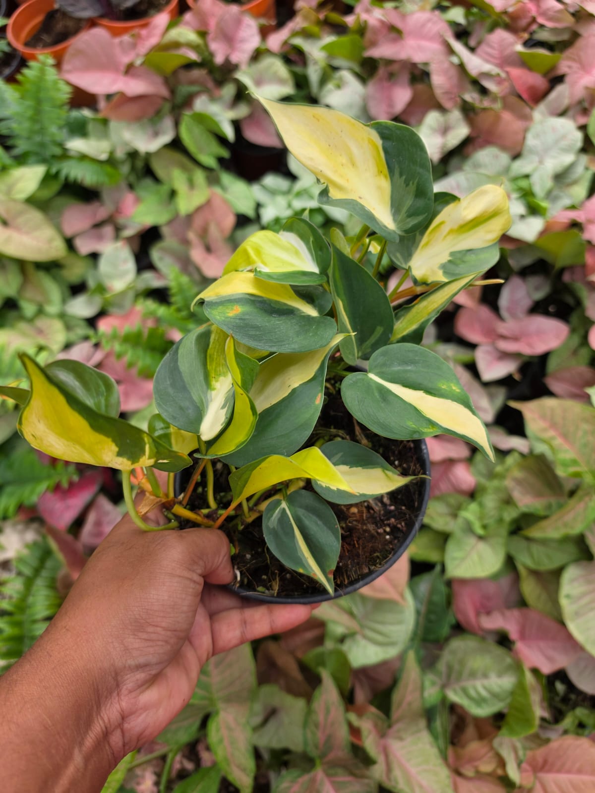 Brazil Pothos