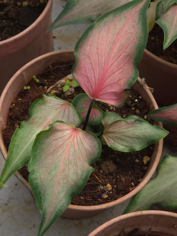 Caladium 262