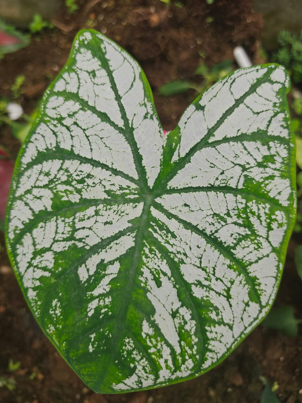 Caladium 263