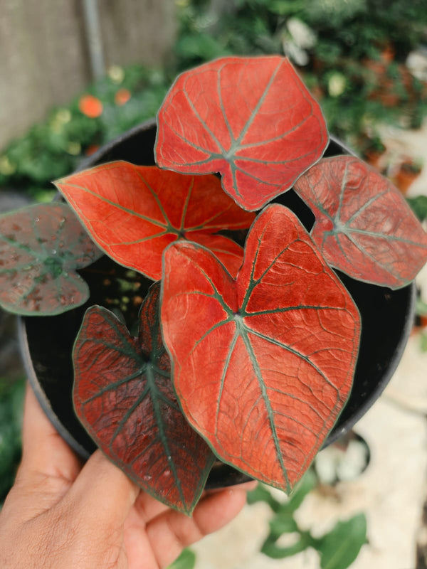 Caladium 265