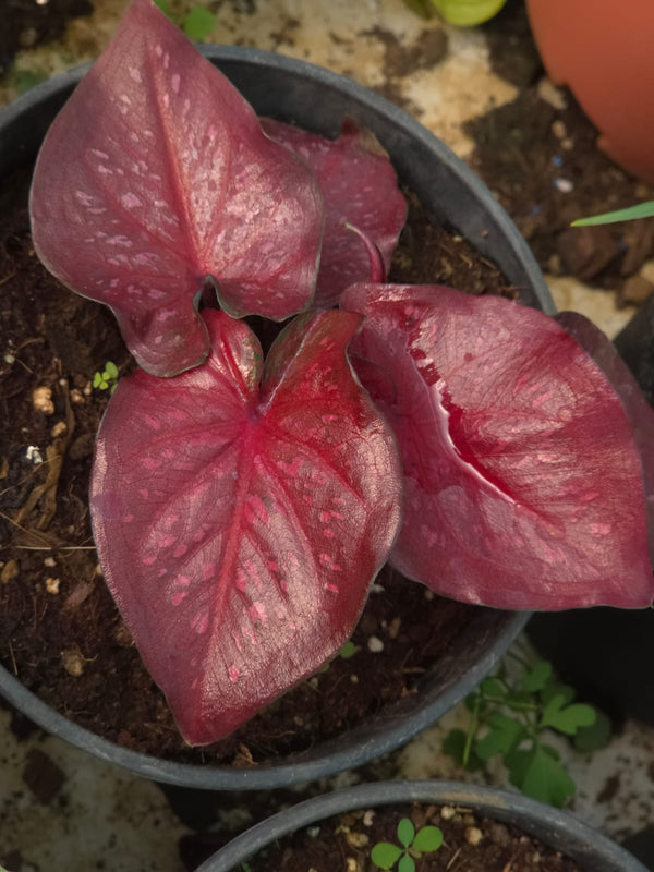 Caladium 266