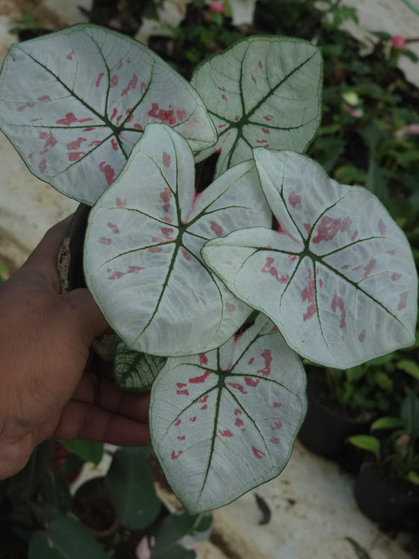 Caladium 268
