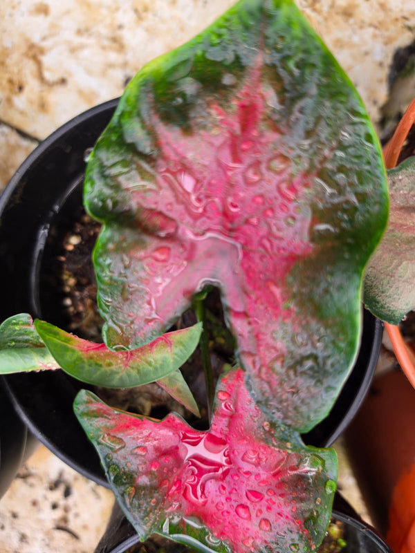 Caladium 269