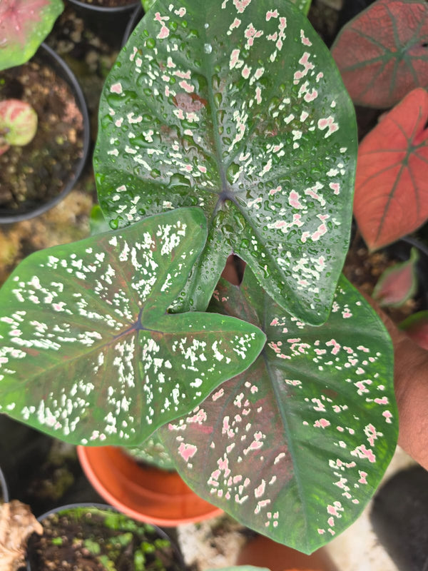 Caladium 270
