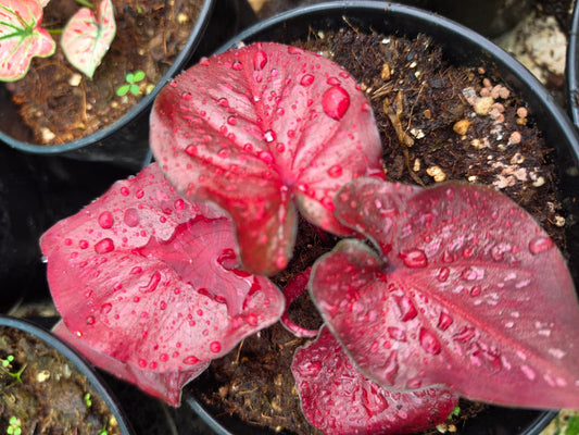 Caladium