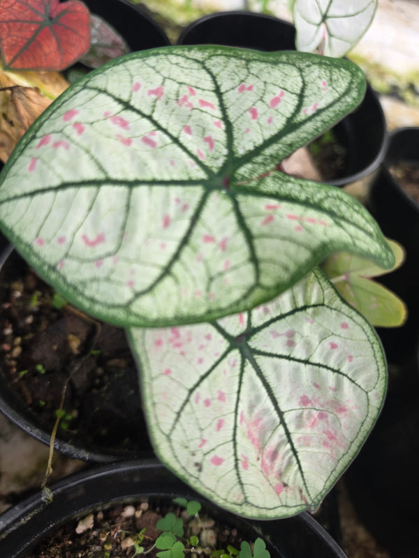 Caladium 274