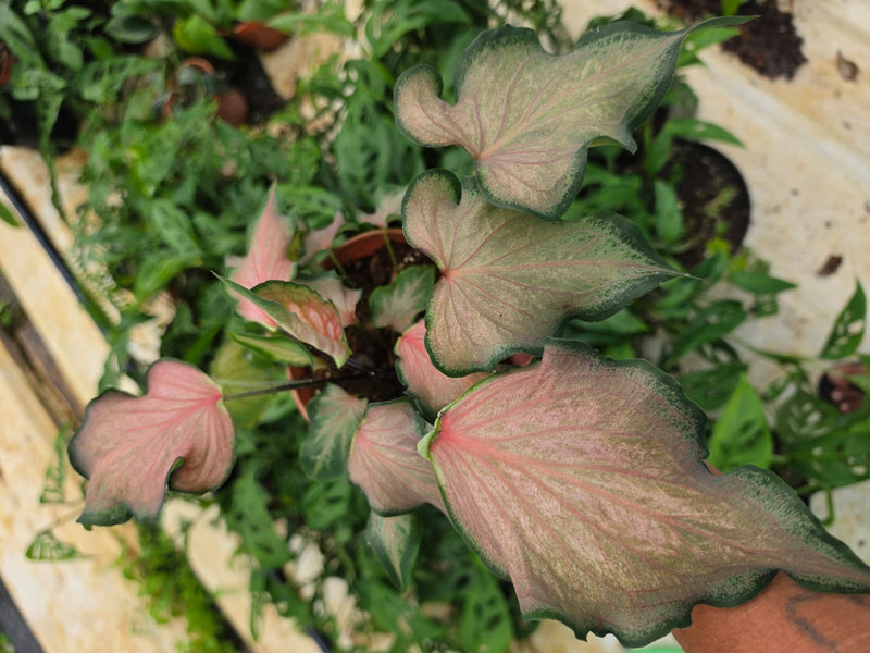 Caladium 275
