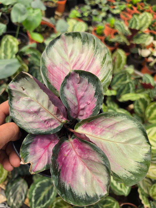 Calathea  Picturata