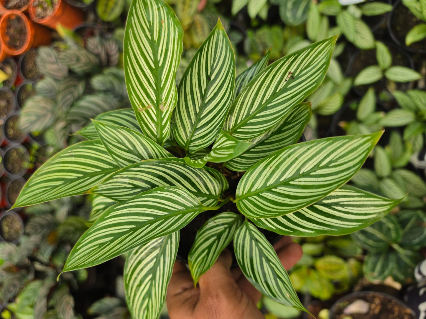 Calathea Vittata