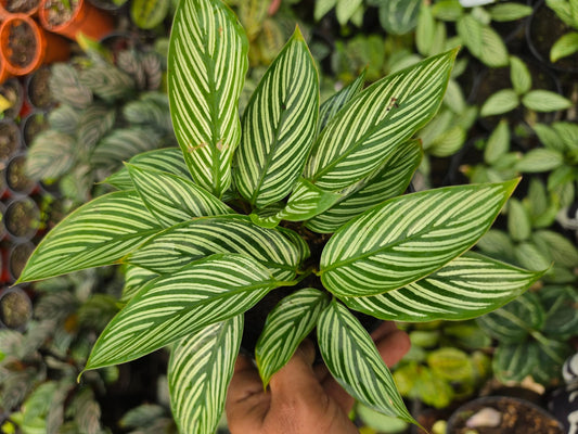 Calathea Vittata