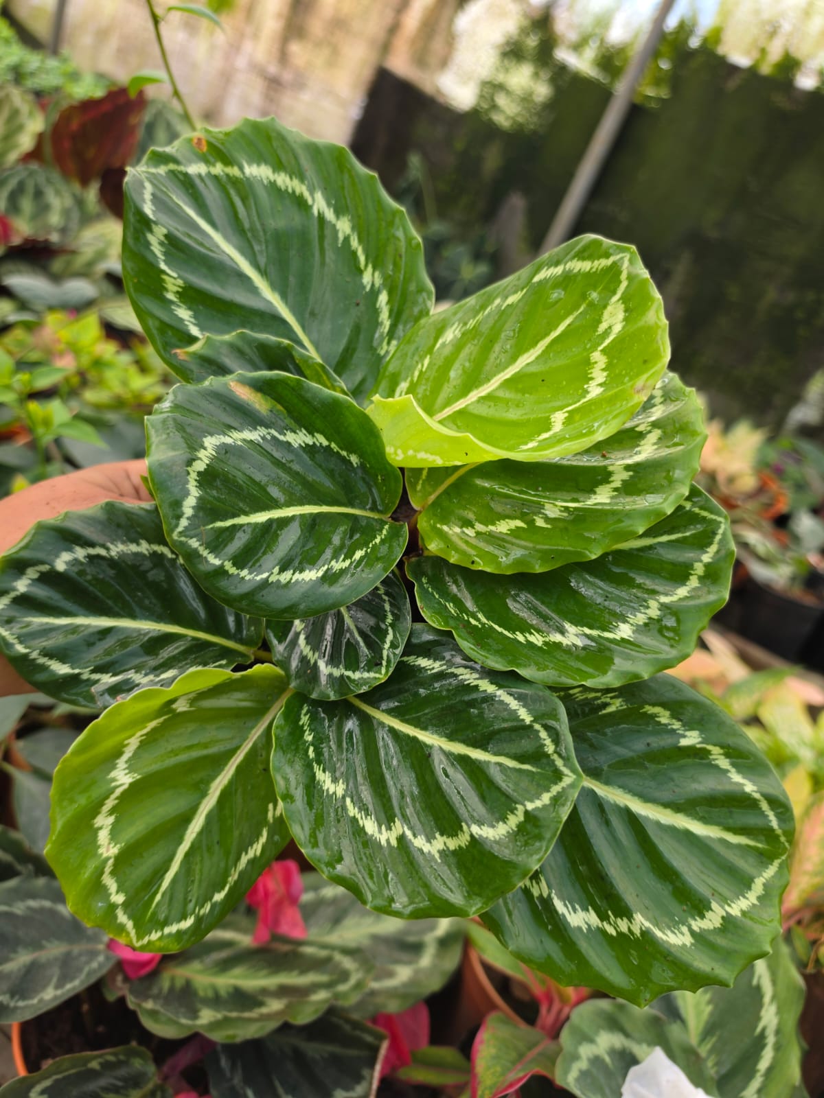 Calathea Green Goddess Prayer Plant