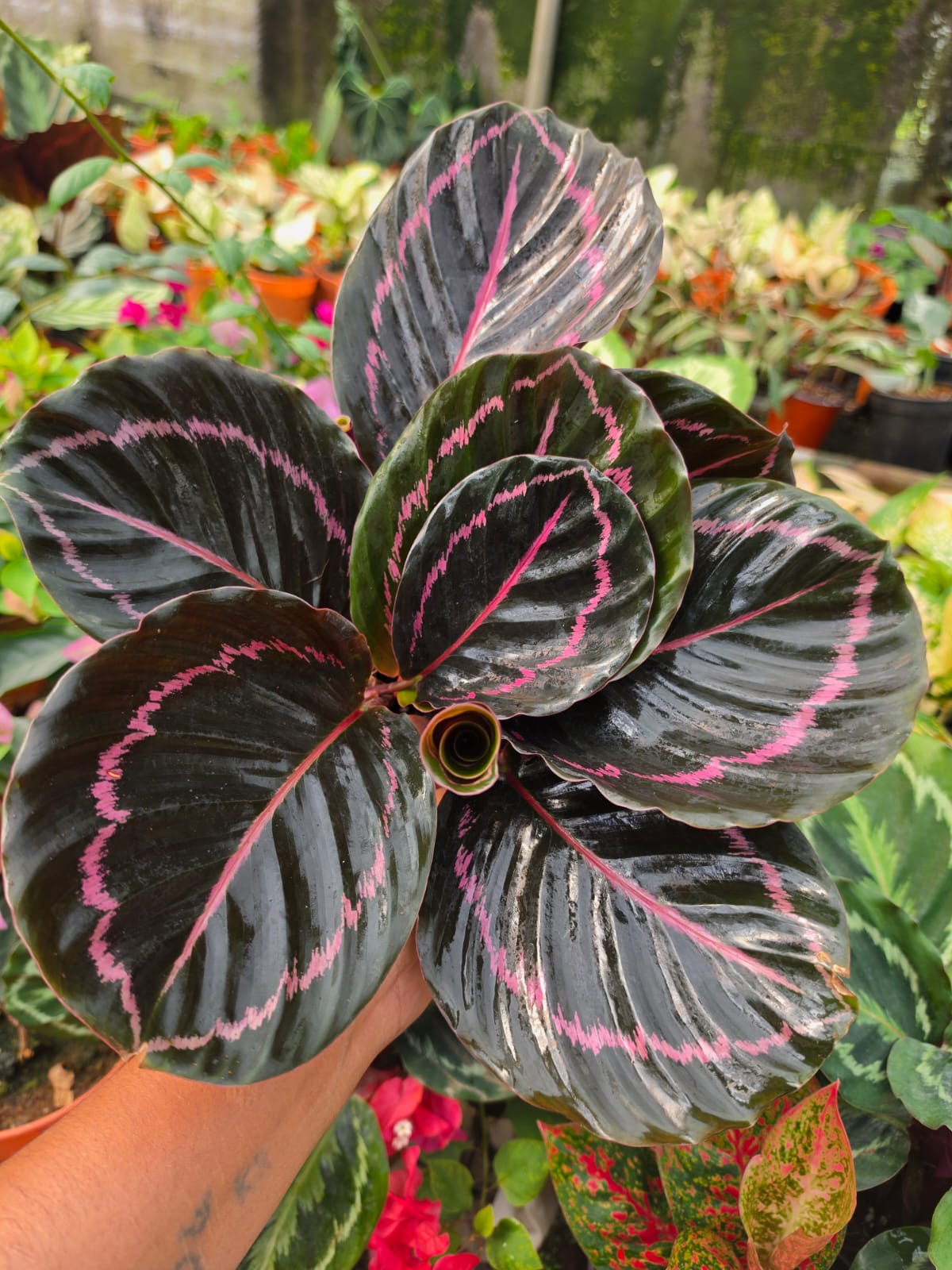 Calathea Roseopicta Dottie Prayer Plant