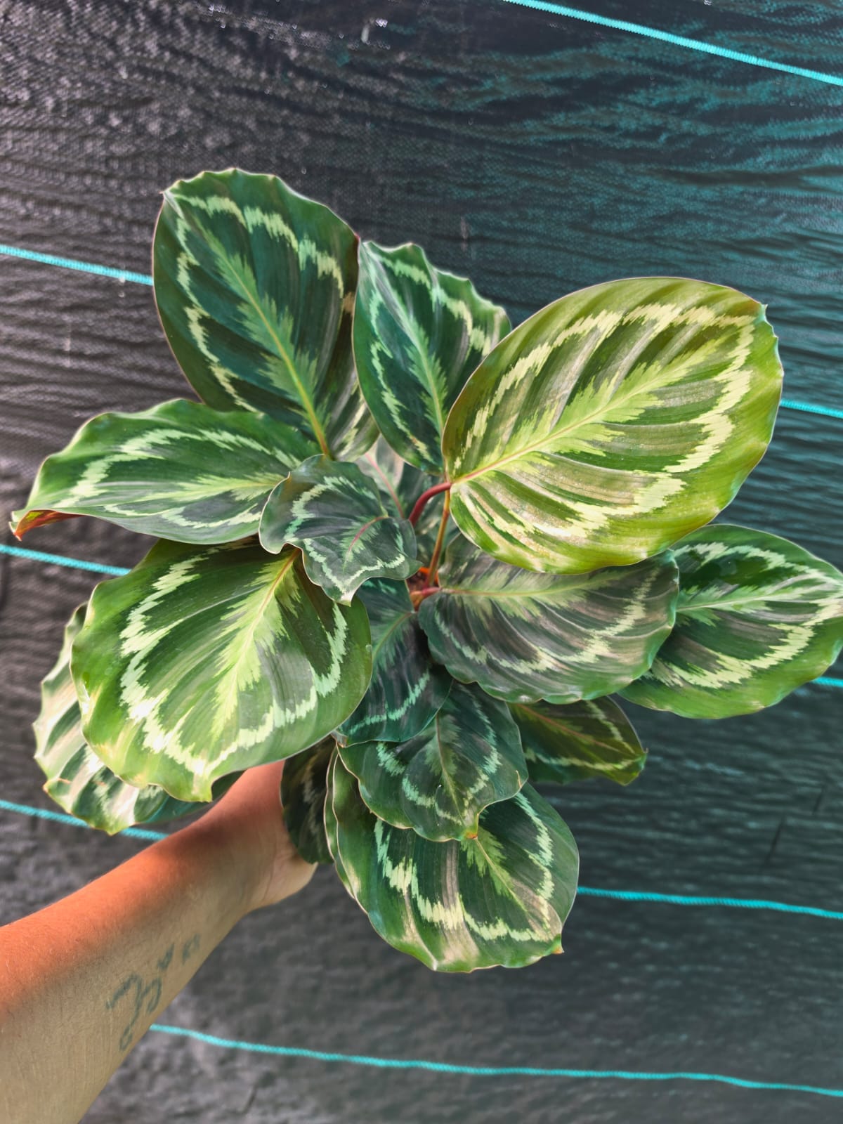 Calathea Roseopicta Dark Prayer Plant