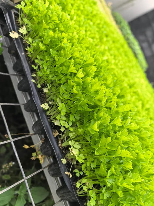 Celery