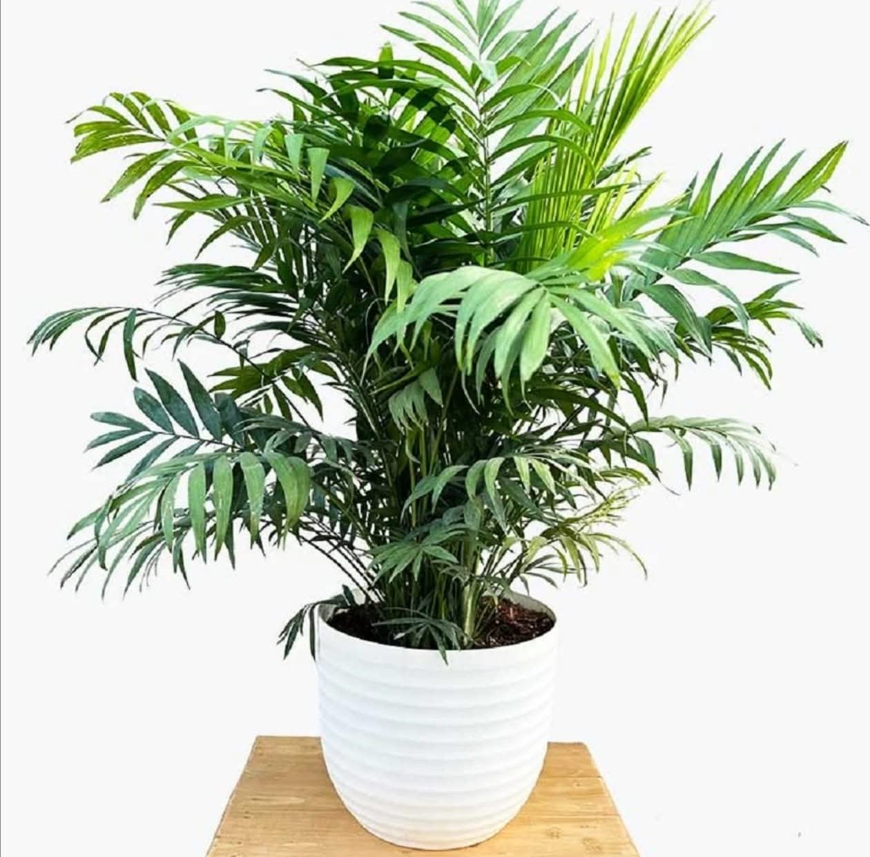 Chamaedorea Parlour Palm potted