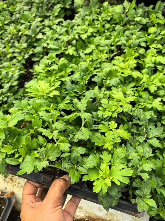 Chrysanthemum Seedlings in Tray