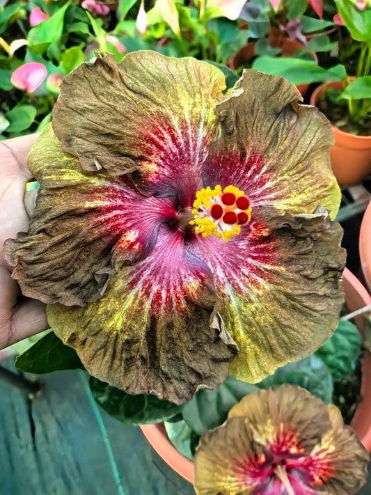 Devil's Treasure Hibiscus