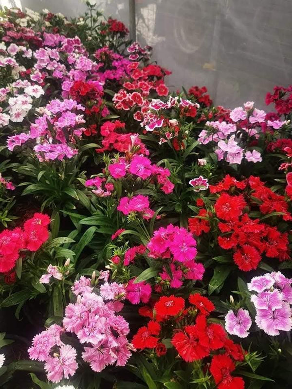 Dianthus 54_800x800.jpg