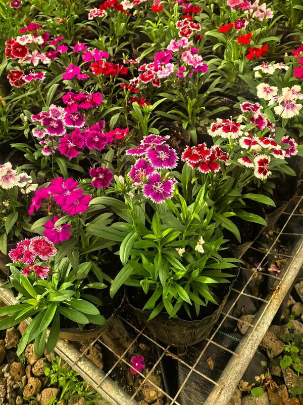 Dianthus 56_800x800.jpg