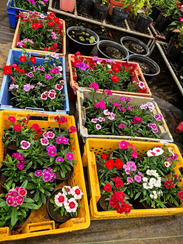 Dianthus 57_800x800.jpg