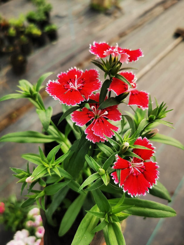Dianthus Red