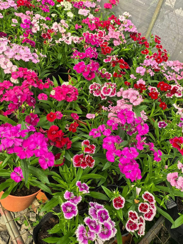 Dianthus 65_800x800.jpg