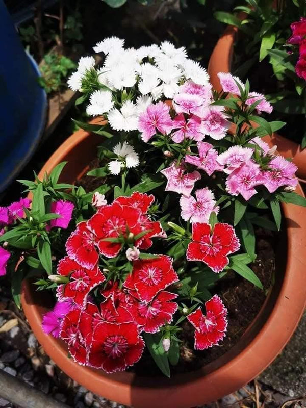 Dianthus 66_800x800.jpg