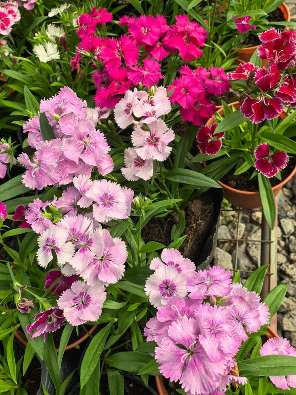 Dianthus 67_800x800.jpg