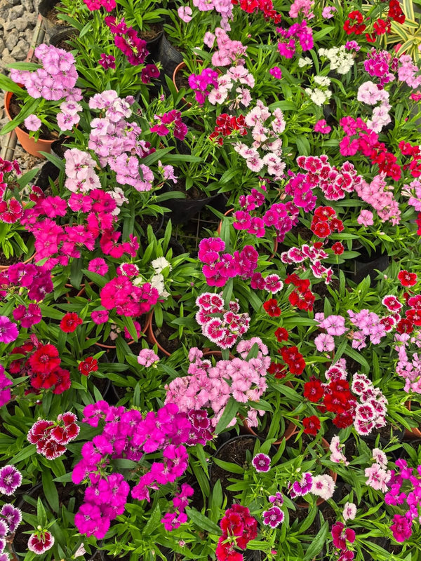 Dianthus 68_800x800.jpg